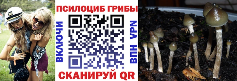 Галлюциногенные грибы Cubensis kraken как зайти Шилка площадка Telegram как найти